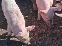 Schweine (Partie, Geschlecht nicht angegeben), Schweine — Foto 2