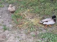 Ducks — Foto 7
