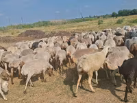 Oveja, Ovejas — foto 2