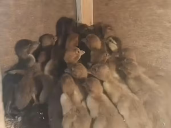 Ducks
