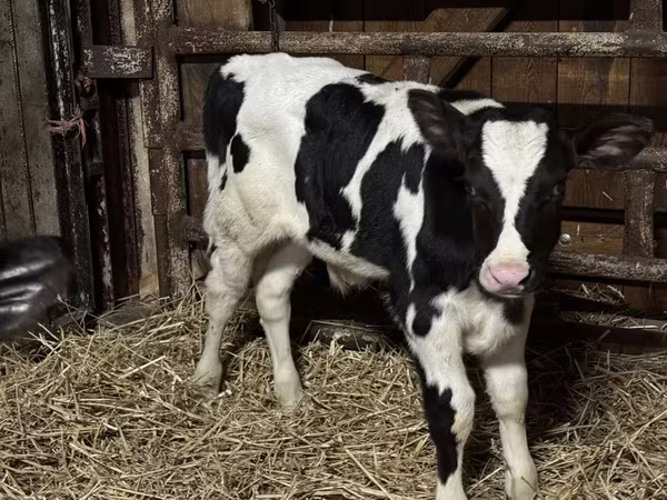 Bulle, Russian Black pied cattle