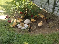 Deutscher Pekin — Foto 3