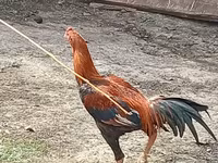 Chickens — Foto 5