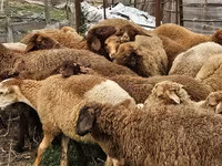 أغنام (دفعة، الجنس غير محدد), Karabakh sheep — الصورة 4