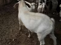Dişi keçi, Keçilər — foto 2