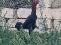 Chickens — الصورة 2