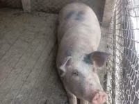 Sow, Pigs — photo 1