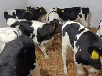 Toro, Raza Holstein — foto 4