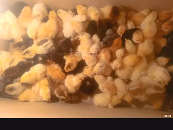 Chickens