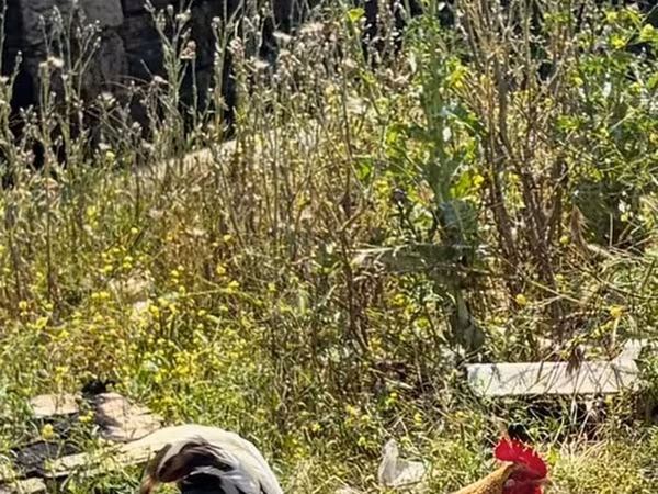 Chickens