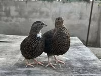 किंग बटेर — फ़ोटो 1