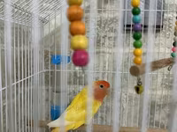 Məhsul: Qəfəsdə cüt papuqay (lovebird) və tam aksesuar dəsti Təsvir — фото 3