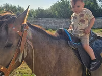 Atlar (partiya, cinsi göstərilməyib), Atlar — foto 2
