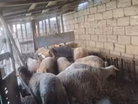 Oveja, Ovejas — foto 5