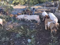 Eber, Schweine — Foto 3