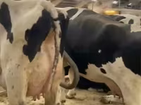 Cow, Holstein breed — photo 2