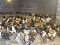 Chickens — foto 2