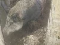 Boar, Pigs — photo 2
