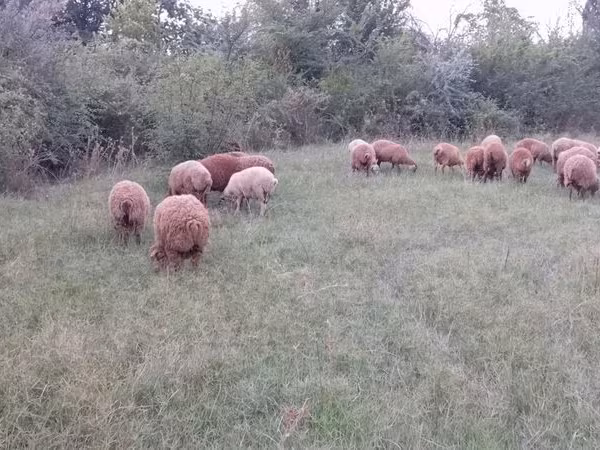 Вівці (партія, стать не вказано), Вівці