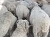 Widder, Merino sheep — Foto 2