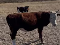 Toro, Vaca kazaja de cabeza blanca — foto 3