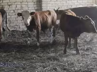 Bulle, Simmental cattle — Foto 3