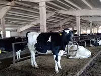 Бұқа, Russian Black pied cattle — 2-сурет