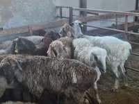 Qoç, Qoyunlar — foto 2