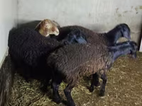 Schaf, Hissar sheep — Foto 3