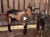 公山羊, Alpine goat — 照片 6