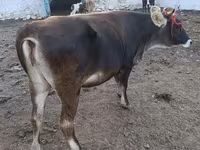 Bull, Alatau breed — photo 6