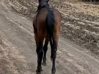 At, Kazakh horse — foto 3
