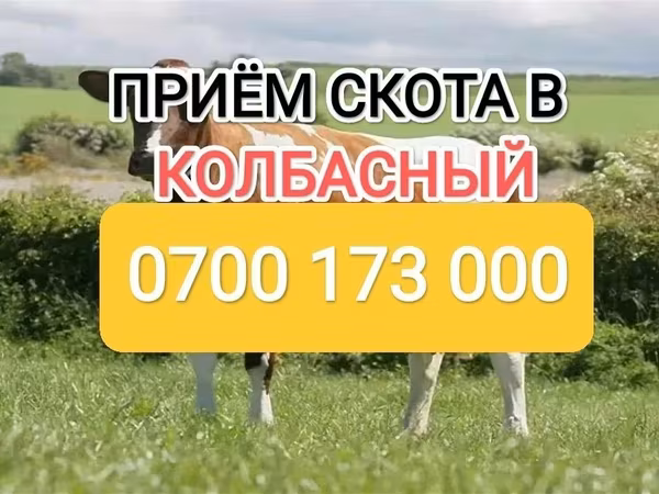 Коровы
