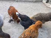Japanisches Bantam — Foto 5