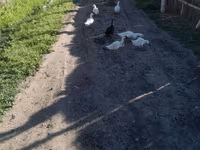 Ducks — الصورة 3