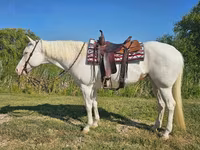 Stute, American paint horse — Foto 2