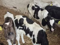 Toro, Raza Holstein — foto 5