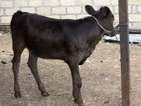 गाय, मवेशी — फ़ोटो 1