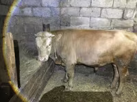 Bulle, Simmental cattle — Foto 2