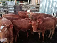 Kuh, Simmental cattle — Foto 4