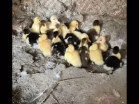 Ducks — 1-сурет