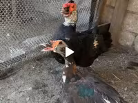 Ducks — फ़ोटो 2