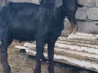 Taka, Anatolian Black goats — 4-rasm