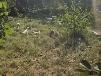 Geese — الصورة 1