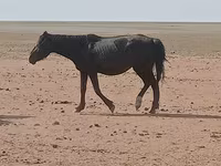 Toychoq, Horse breed — 7-rasm
