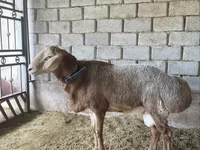 Widder, Arashan sheep — Foto 5
