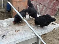 Chickens — 照片 4