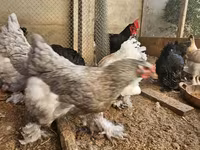 Brahma — Foto 6