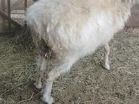 母羊, Sheep — 照片 5