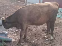 Cow, Cattle — photo 4